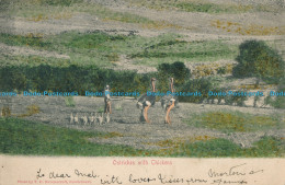R007709 Ostriches With Chickens. T. D. Ravenscroft. 1912 - Monde