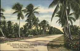 11112142 Miami_Florida Cocoanut Trees Crandon Park - Autres & Non Classés