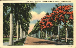 11112111 Miami_Florida Royal Poinciana Tree - Autres & Non Classés
