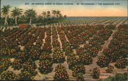 11111867 St Petersburg USA Orange Grove  - Other & Unclassified