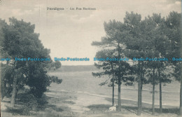 R010619 Pardigon. Les Pins Maritimes. B. Hopkins - World