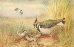 Animaux Oiseaux - Lapwings Young   Q 2628 - Oiseaux