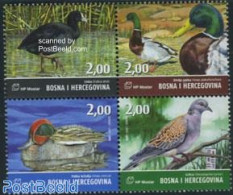 Bosnia Herzegovina - Croatic Adm. 2007 Birds 4v [+] Or [:::], Mint NH, Nature - Animals (others & Mixed) - Birds - Ducks - Bosnië En Herzegovina