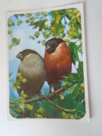 D203124  Bird  Postcard Oiseau Vogel - Oiseaux