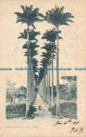 R010757 Jardim Botanico. Rio De Janeiro. 1905. B. Hopkins - Monde