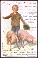 1903-bambino Con Maiali Cartolina Viaggiata - Cochons