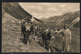 AK Bauernpaar Beim Pflügen Mit Ochsen-Gespann In Der Schweiz  - Cows