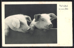 AK Zwei Schweine Lugen Hinter Einer Wand Hervor, Neujahrsgruss  - Pigs