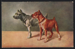 AK Grauer Und Rötlicher Hund Nebeneinender  - Chiens