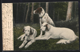 AK 3 Hunde Auf Einer Wiese Im Wald  - Chiens