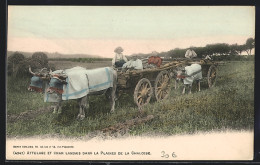 AK Attelage Et Char Landais Dans La Plaines De La Chalosse  - Cows