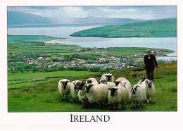 Eire - Ireland - DINGLE Harbour - Co Kerry - Kerry