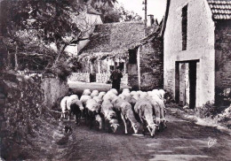 46 - Lot - En Quercy - Le Lot Pittoresque - Moutons En Transhumance - Autres & Non Classés