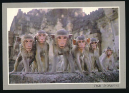 CPSM 10.5 X 15 Thaïlande (147) A Flock Of Monkey  Un Troupeau De Singe - Thaïlande