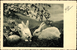CPA Glückwunsch Ostern, Weiße Hasen, Osterei, Blühender Baum - Pâques