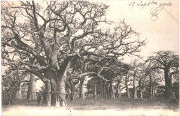 CPA Carte Postale Sénégal  Baobabs    1904  VM80927 - Sénégal