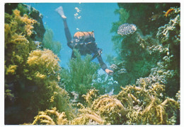 CPSM / CPM 10.5 X 15  Israel EILAT  Corail  Poisson  Plantes Sous Marines De La Mer Rouge  Nageur - Israel