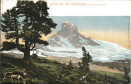 11093963 Matterhorn_VS Kuehe - Autres & Non Classés