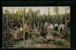 AK Kentish Hoppicking, A Group Of Pickers  - Cultivation