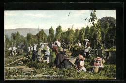 AK Hop-Picking, A Set Of Home Pickers  - Cultures