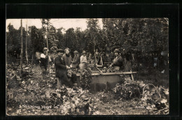 AK Picking Hops In Kent  - Cultivation