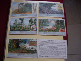 Original Old Cards Chromos Liebig S 1265 BE FL Plantes Parasites Complet - Liebig