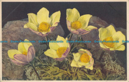 R009907 Sulphur Yellow Anemone. Burrow - Monde