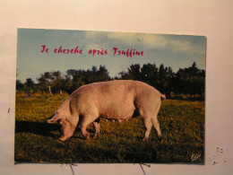 Humour - Animaux - Porc - Cochon - Je Cherche Après Truffine - Humour