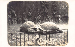 België - ANTWERPEN - De Schildpadden Van De Dierentuin Tijdens De Eerste Wereldoorlog - FOTOKAART - Antwerpen