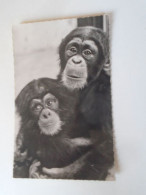 D203158   CPM  Maman Et Bebé Singe -   Chimpanzee 1950's - Singes