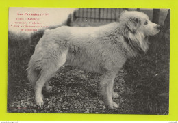 BAMBOU Chien Des Pyrénées 1er Prix Expo Canine De TOULOUSE 2ème Série N°1020 De Labouche écrite De Narbonne En Mai 1915 - Chiens