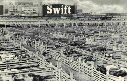 Etats Unis - Chicago - Swift And Company - Vaches - CPSM Format CPA - Voir Scans Recto-Verso - Chicago