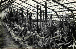 Fleurs - Plantes - Cactus - Xonrupt - La Moinaudière - Le Jardin De Rocaille - Mention Photographie Véritable - Carte De - Cactussen