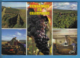 Vignes - Vendanges - Champagne - Multivues - Ecrite En 1995 - Weinberge
