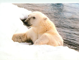 Animaux - Ours - Ours Blanc - Bear - CPM - Voir Scans Recto-Verso - Bären