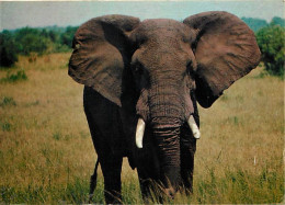 Animaux - Eléphants - République Du Zaire - Cet éléphant Du Parc National Des Virunga, Kivu, Loxodonta Africana Représen - Éléphants