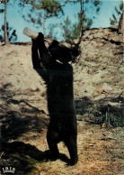 Animaux - Ours - Zoo De La Palmyre - Ours Noir à Collier De L'Himalaya Prenant Son Biberon - Zoo - Bear - CPM - Carte Ne - Bären