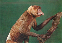 Animaux - Singes - Italie - Italia - Milan - Milano - Museo Civico Di Storia Naturale - Nasica - Nasique - Foreste Del B - Monkeys