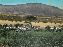 Animaux - Zèbres - Collection La Carte Africaine - Mention Photographie Véritable - Carte Dentelée - CPSM Grand Format - - Zebras