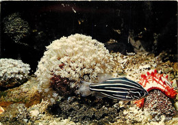 Animaux - Poissons - Aquarium De La Rochelle - 17.300.10 - Gramiste-Sexilineatus - Etoile Pantaceros - Corail Tropical - - Fish & Shellfish