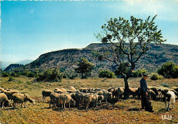 Animaux - Moutons - Scènes Des Alpes De Haute Provence - Le Berger Et Son Troupeau - CPM - Voir Scans Recto-Verso - Autres & Non Classés