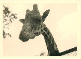 Animaux - Girafes - Photographie 12 X 9 Cm - CPM - Voir Scans Recto-Verso - Giraffen