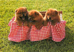Animaux - Chiens - Chow Chow - Chiots - CPM - Voir Scans Recto-Verso - Chiens