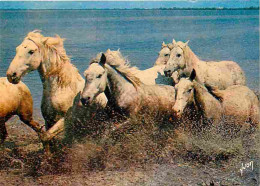 Animaux - Chevaux - Camargue - Chevaux Sauvages - Voir Scans Recto Verso  - Caballos