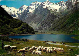 Animaux - Moutons - Pyrénées - Sur La Route D'Argelès Au Col D'Aubisque - Le Lac D'Estaing - CPM - Voir Scans Recto-Vers - Autres & Non Classés