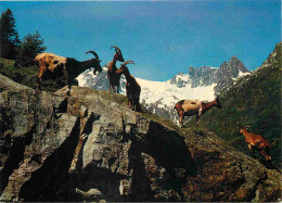 Animaux - Chèvres - Ziegen Auf Der Alp - Sur L'Alpe - Am Sustenpass - CPM - Voir Scans Recto-Verso - Autres & Non Classés