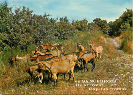 Animaux - Chèvres - En Sancerrois - Troupeau De Chèvres - CPM - Voir Scans Recto-Verso - Autres & Non Classés