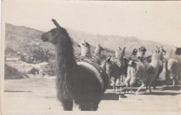 Bolivia - Llamas - Bolivia