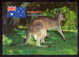 AK 212245 KANGAROO / KÄNGERUH - Australien - Autres & Non Classés