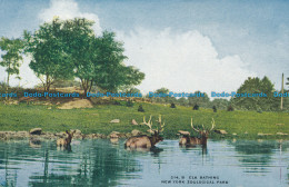 R046945 Elk Bathing. New York Zoological Park - Monde